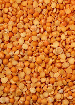 lentille corail du canada