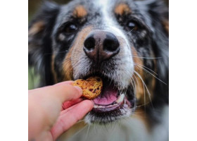 Nourriture pour chien | Biscuits pour chien