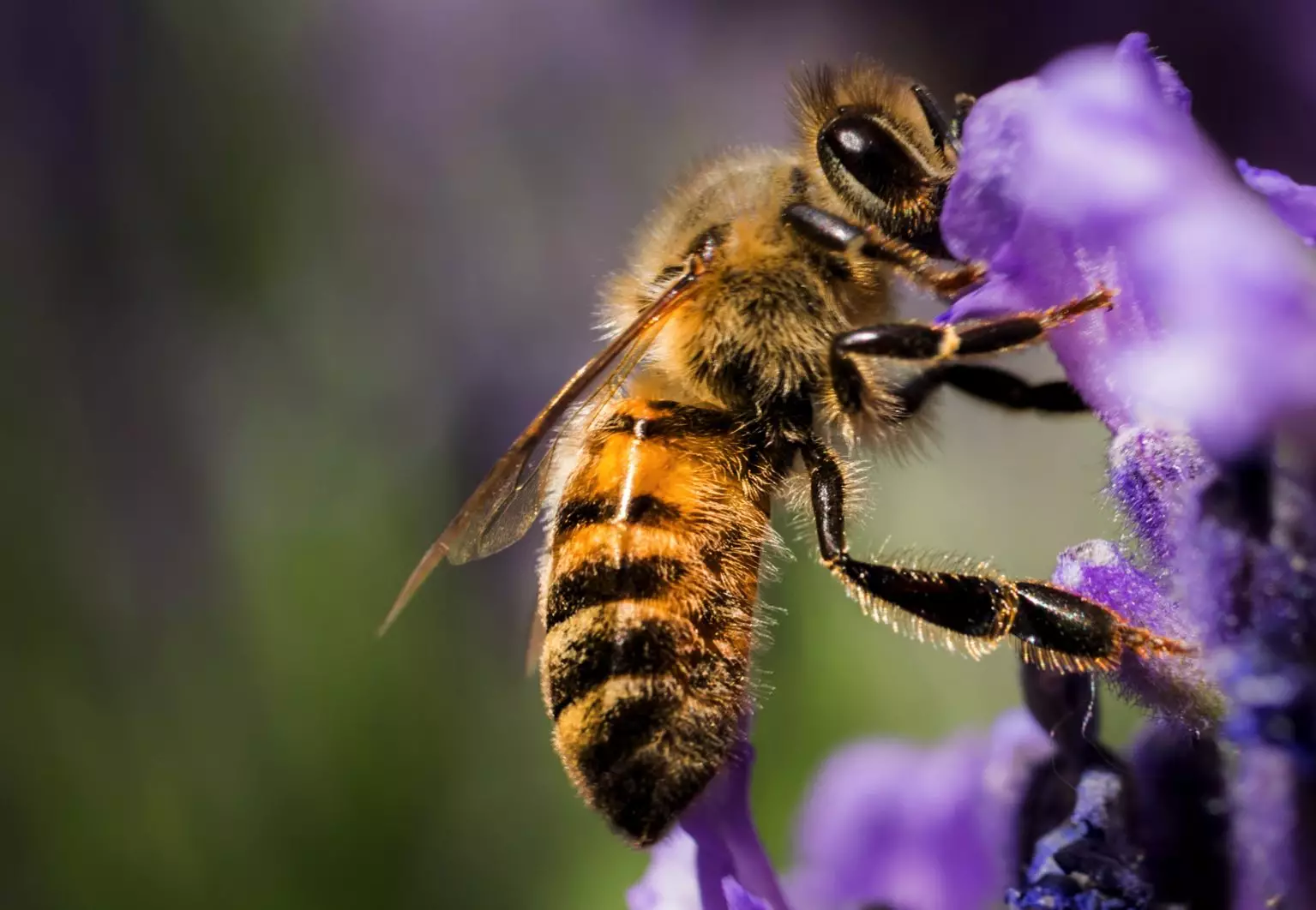Abeille qui butine