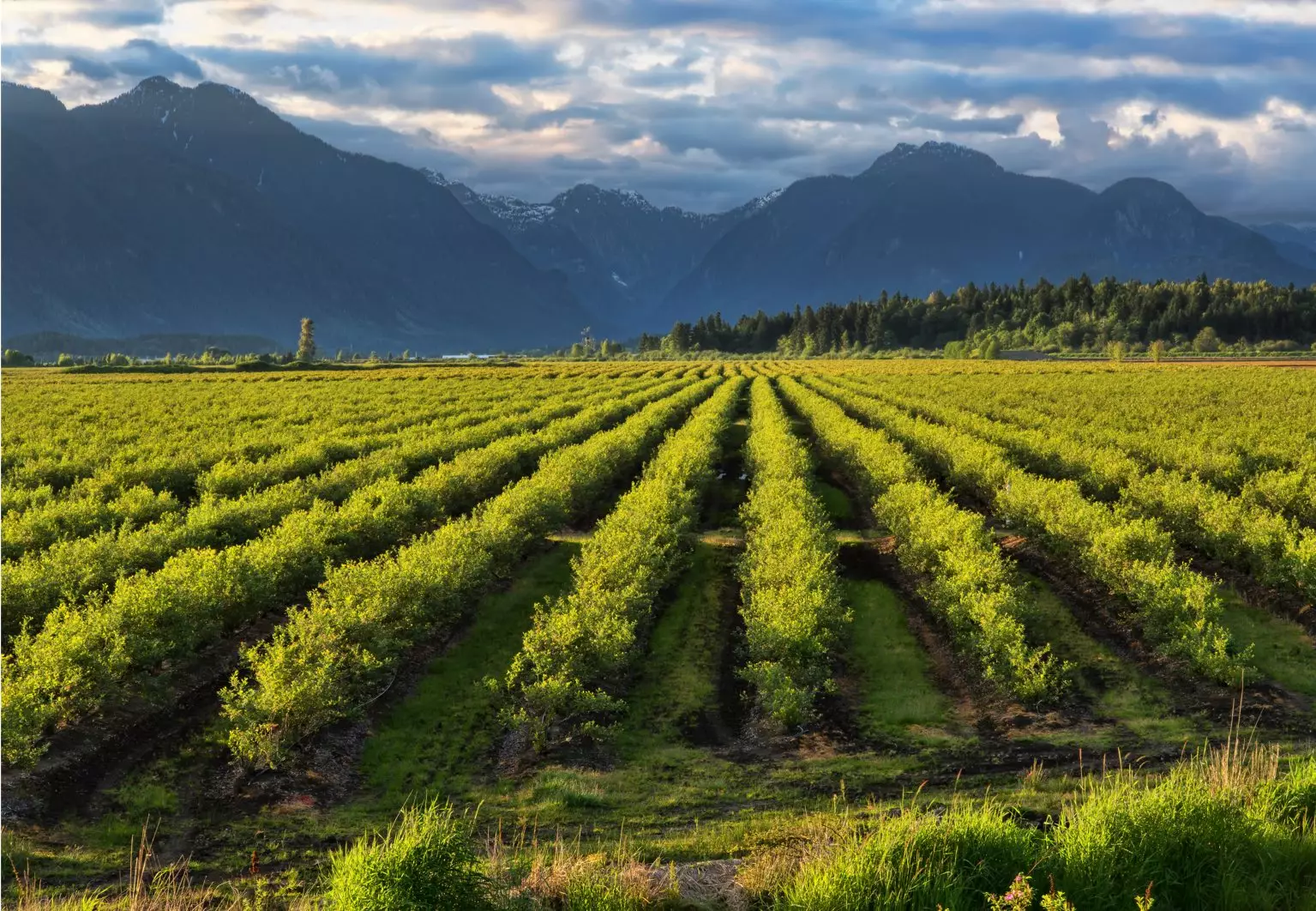 Pollinisation au canada