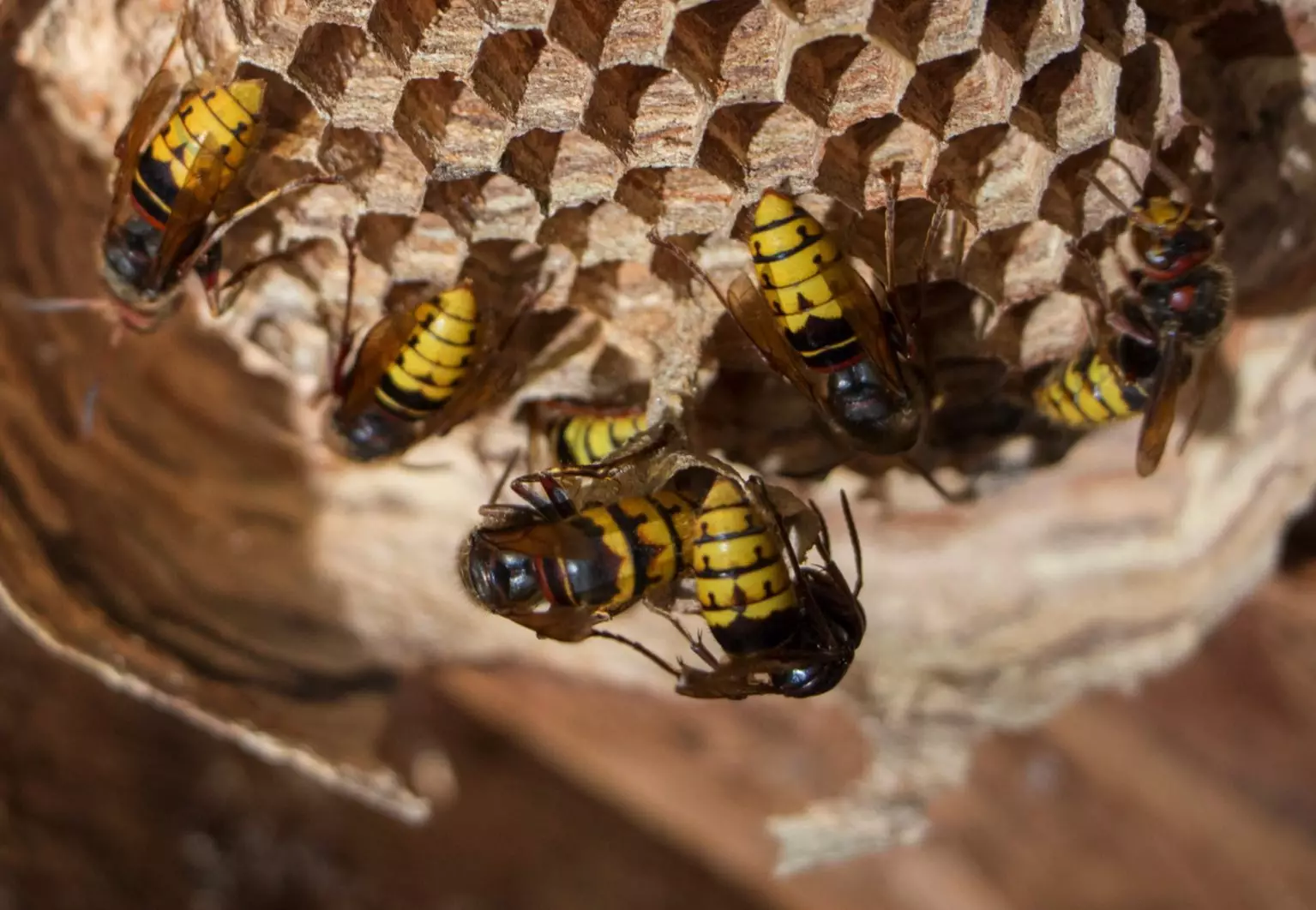 Ruche d'abeilles