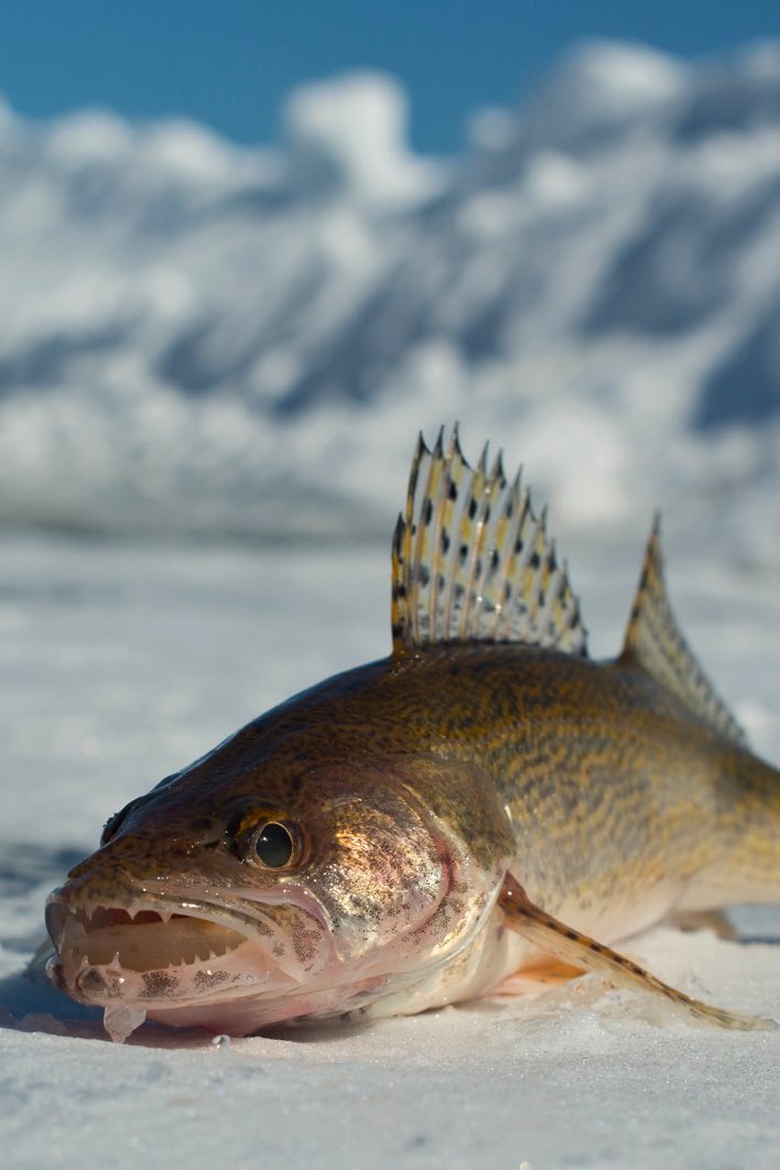 poisson canada sous la glace