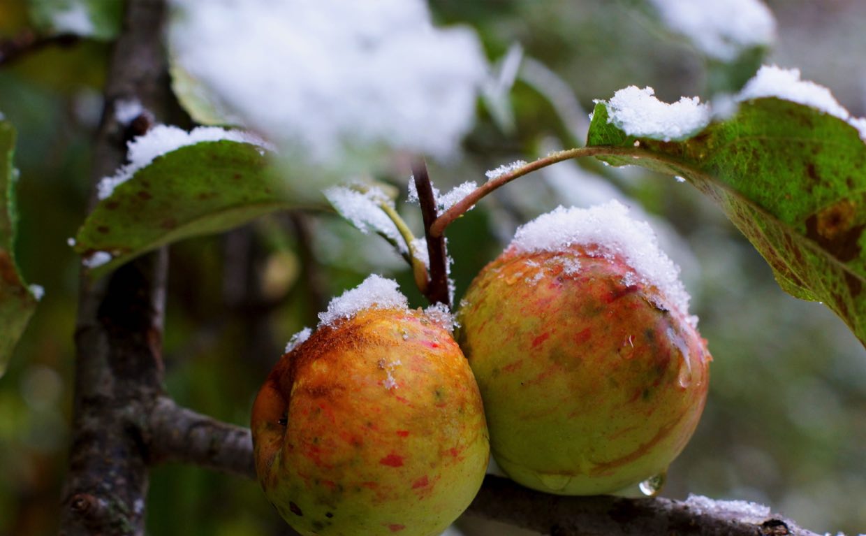 gefrorener Apfel am Baum