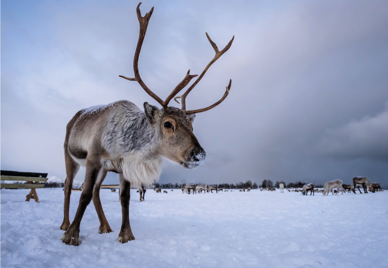 Top 103+ Images of caribou animal