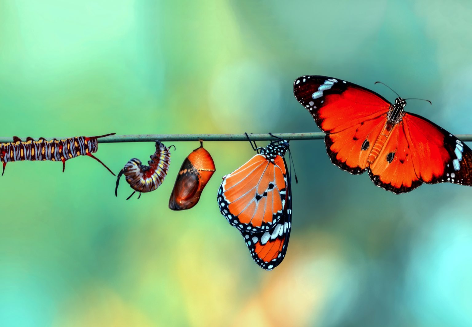 cycle de vie du papillon monarque