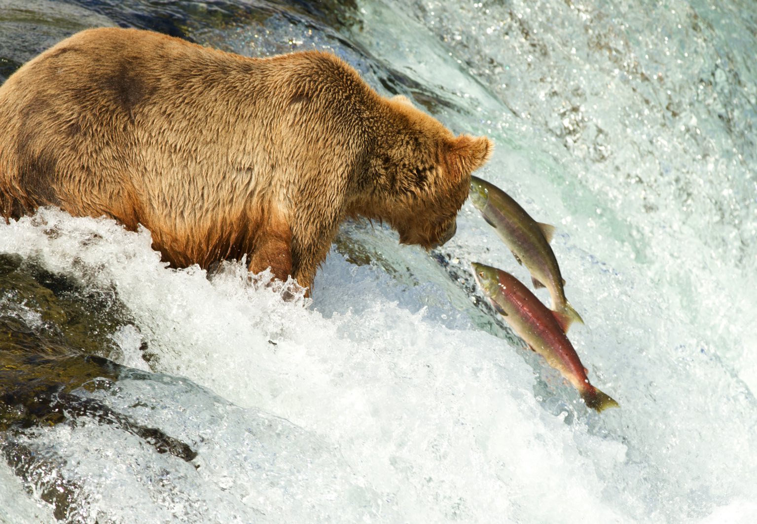ours qui pêche un saumon