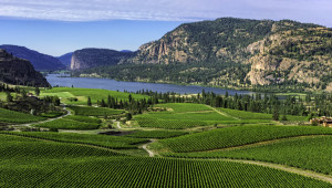 Canada vineyard