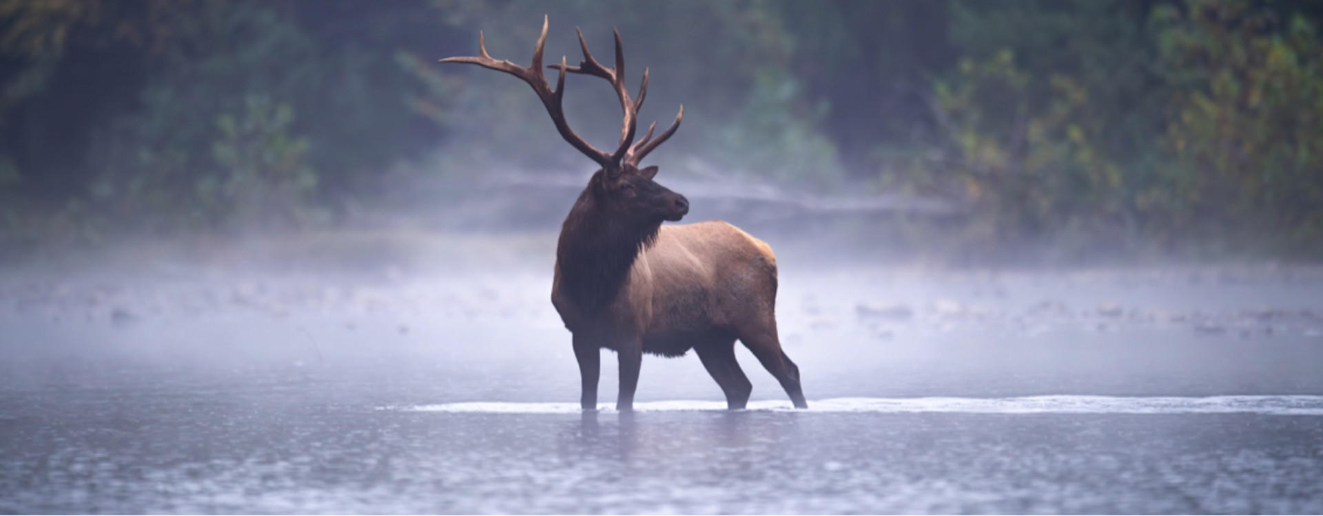 Die zehn emblematischen Tiere Kanadas, die Sie während Ihres Aufenthalts entdecken können