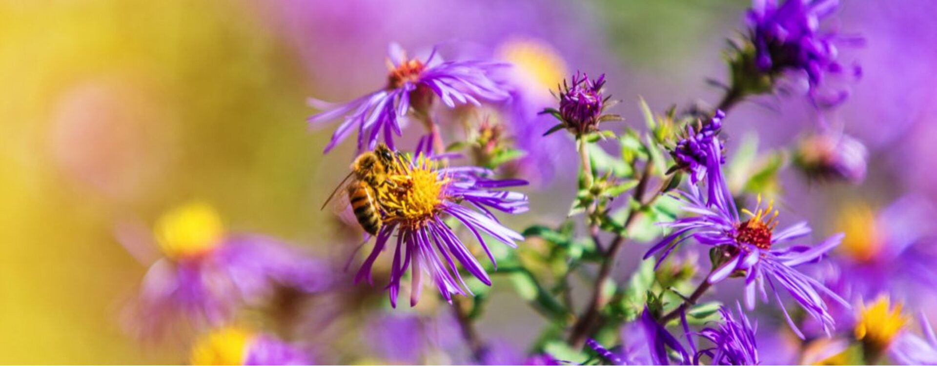 Pollinisation du bleuet au Canada : la magie des abeilles