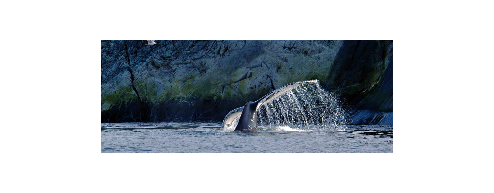 Où observer les baleines au Canada ?
