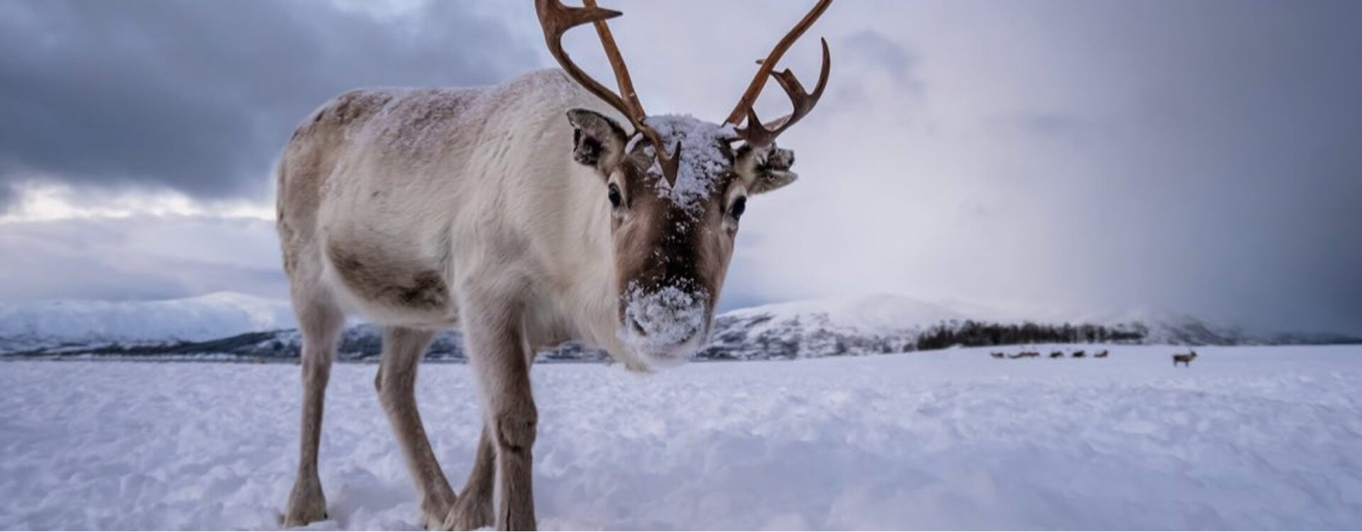 Focus on the caribou, an emblematic Canadian animal | Maple Treasures