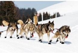 Dog sled racing, an activity very popular with Canadians