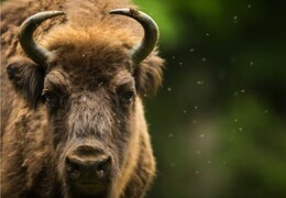 L’histoire du bison d’Amérique du Nord