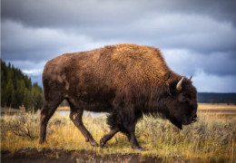 La historia del bisonte norteamericano