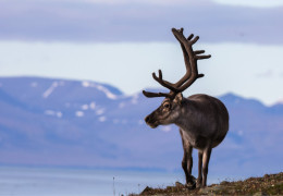 Focus on the caribou, an emblematic Canadian animal