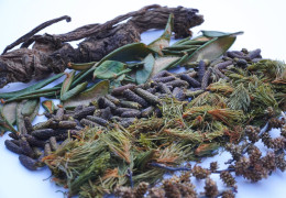 Spices from Canada's boreal forests