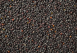 Canada: a huge mustard seed producer