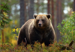 滞在中に発見できるカナダの象徴的な動物 10 匹