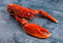 Delights from the Canadian East Coast: Lobster, clams and oysters
