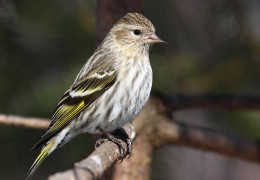 Where can you observe migratory birds in Canada?