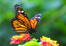 Zoom on the monarch butterfly in Canada
