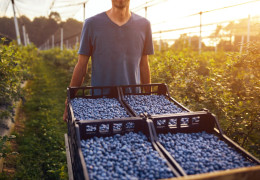 Harvesting wild blueberries in Canada