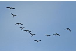 Trekvogelreservaten in Canada: vogels kijken
