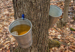 The health applications of maple water