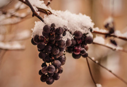 The best icewines produced in Canada