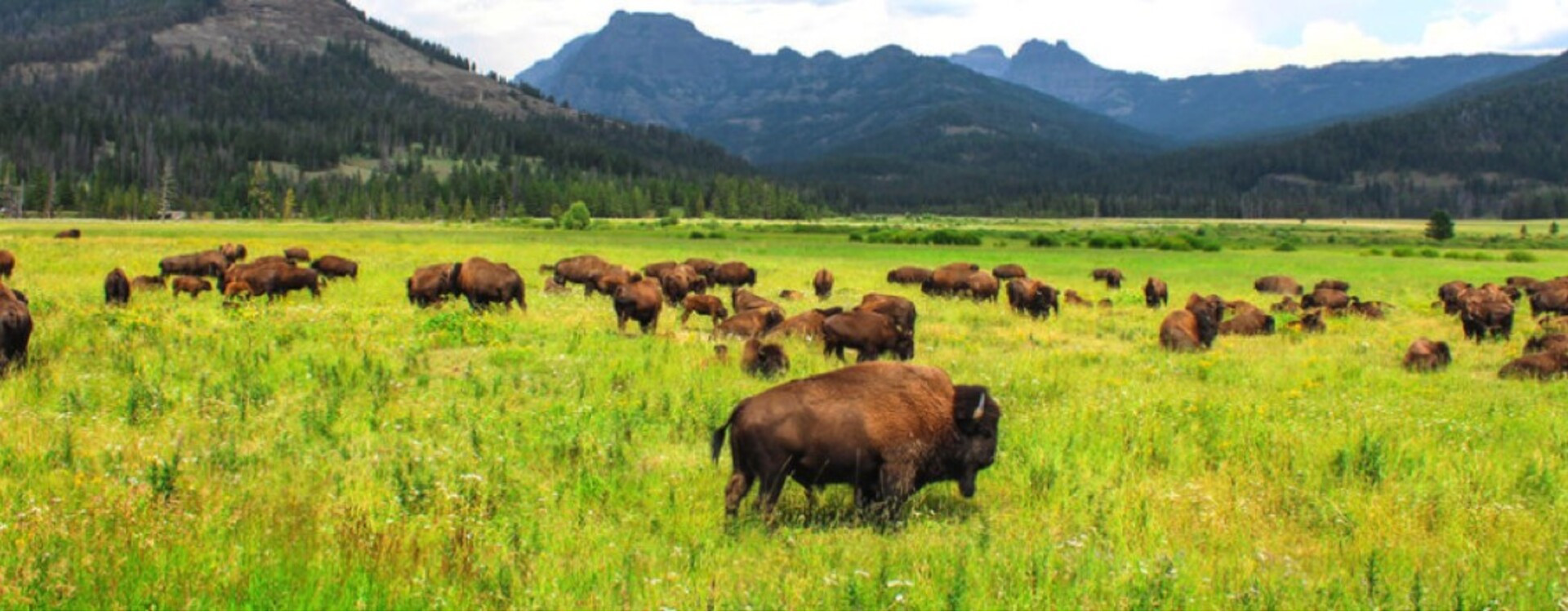 Die Geschichte des nordamerikanischen Bisons